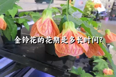 金铃花的花期是多长时间？