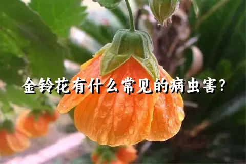 金铃花有什么常见的病虫害？