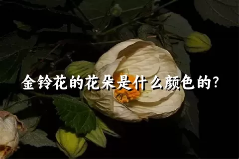 金铃花的花朵是什么颜色的？