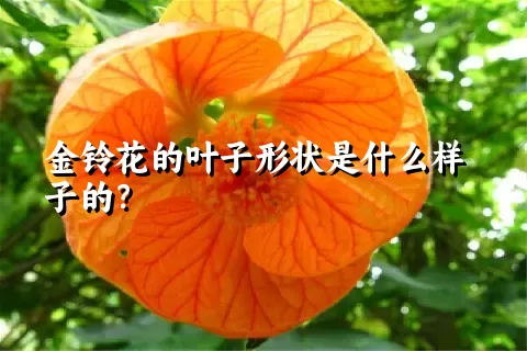 金铃花的叶子形状是什么样子的？