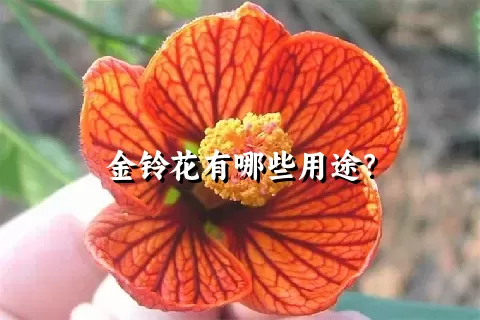 金铃花有哪些用途？