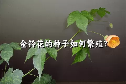 金铃花的种子如何繁殖？