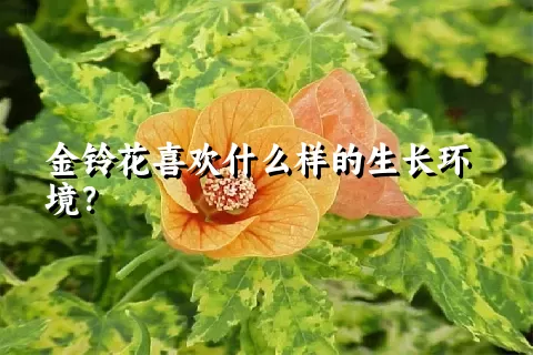 金铃花喜欢什么样的生长环境？