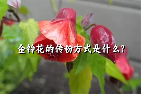 金铃花的传粉方式是什么？