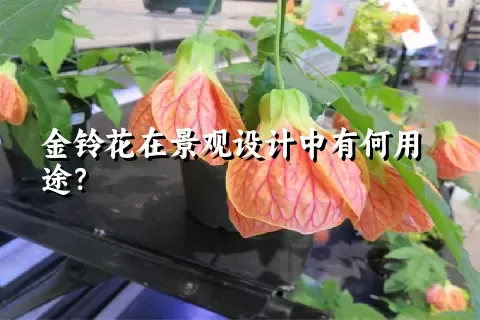 金铃花在景观设计中有何用途？