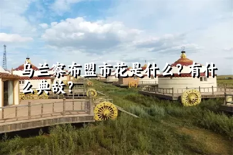 乌兰察布盟市花是什么？有什么典故？