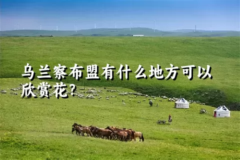 乌兰察布盟有什么地方可以欣赏花？