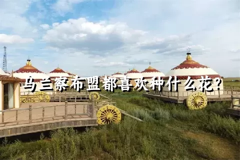 乌兰察布盟都喜欢种什么花？