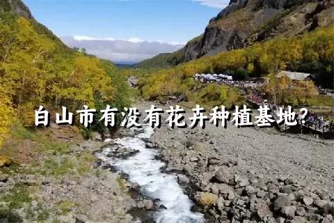 白山市有没有花卉种植基地？