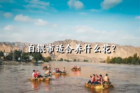 白银市适合养什么花？