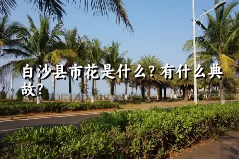 白沙县市花是什么？有什么典故？