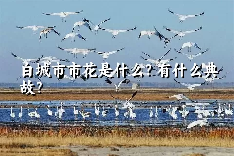 白城市市花是什么？有什么典故？