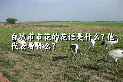 白城市市花的花语是什么？他代表着什么？