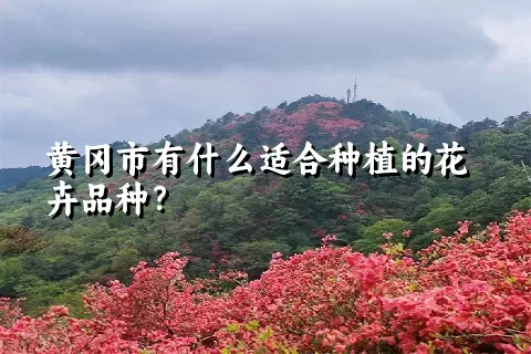 黄冈市有什么适合种植的花卉品种？