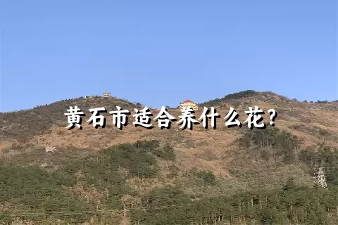 黄石市适合养什么花？