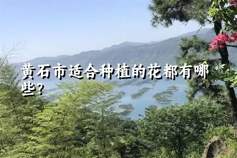 黄石市适合种植的花都有哪些？