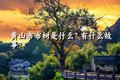 黄山市市树是什么？有什么故事？