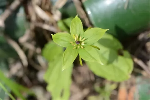 七叶一枝花