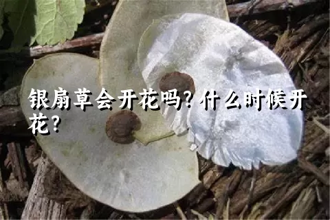 银扇草会开花吗？什么时候开花？