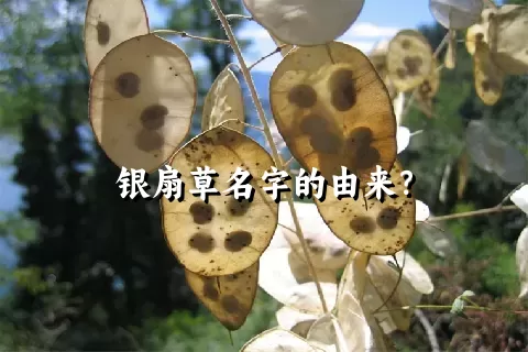 银扇草名字的由来？