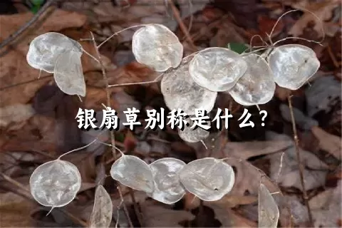 银扇草别称是什么？