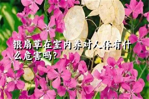 银扇草在室内养对人体有什么危害吗？