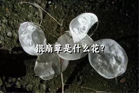 银扇草是什么花？