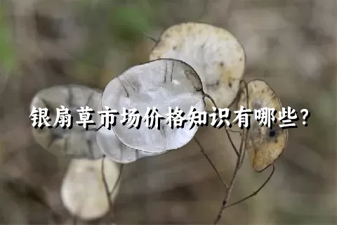 银扇草市场价格知识有哪些？