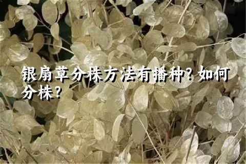 银扇草分株方法有播种？如何分株？