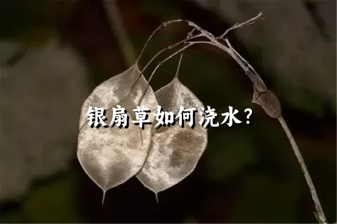 银扇草如何浇水？