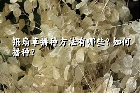 银扇草播种方法有哪些？如何播种？