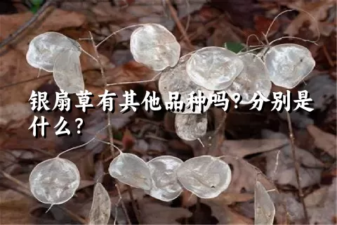 银扇草有其他品种吗？分别是什么？