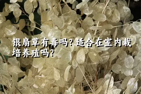 银扇草有毒吗？适合在室内栽培养殖吗？