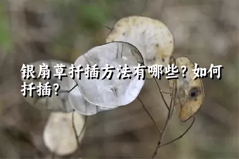 银扇草扦插方法有哪些？如何扦插？