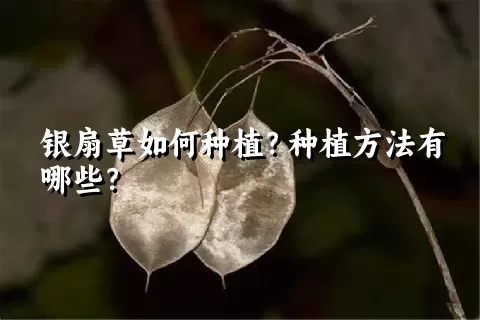 银扇草如何种植？种植方法有哪些？