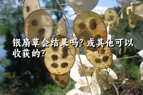 银扇草会结果吗？或其他可以收获的？