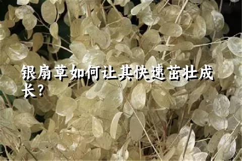 银扇草如何让其快速茁壮成长？