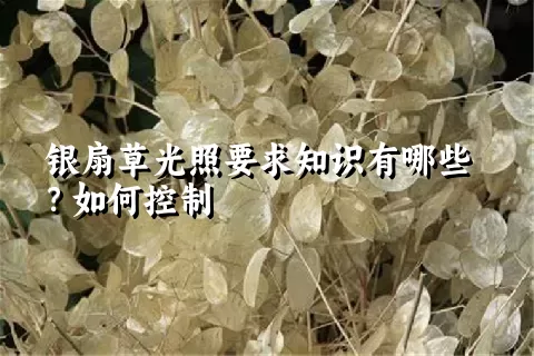 银扇草光照要求知识有哪些？如何控制