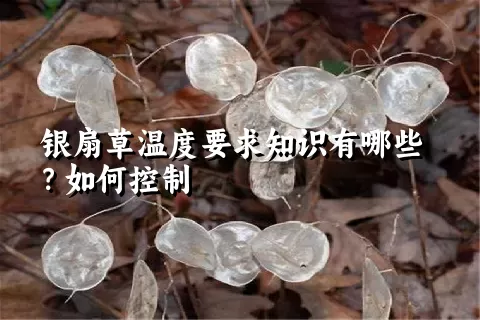 银扇草温度要求知识有哪些？如何控制