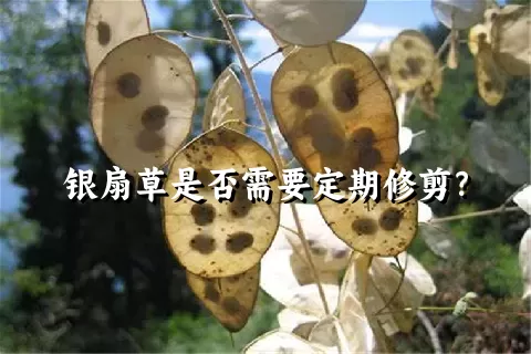 银扇草是否需要定期修剪？