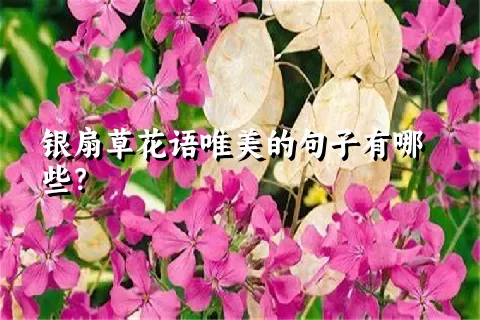 银扇草花语唯美的句子有哪些？