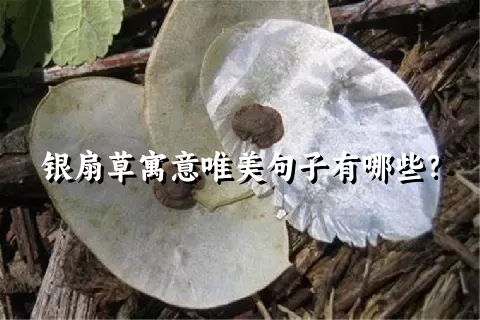 银扇草寓意唯美句子有哪些？