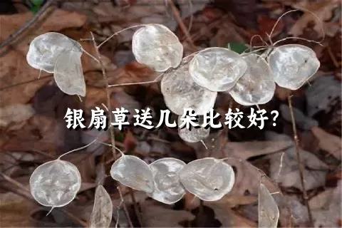 银扇草送几朵比较好？