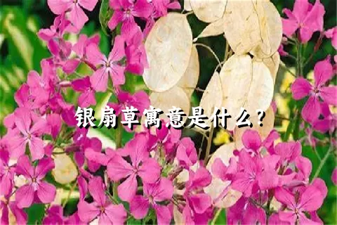 银扇草寓意是什么？