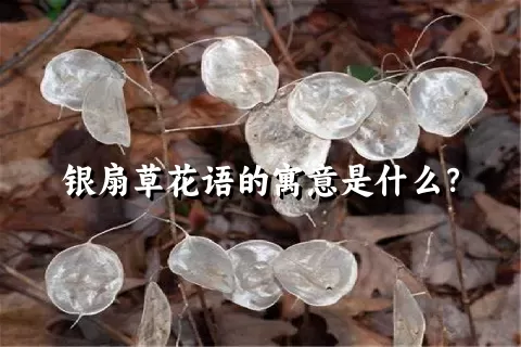 银扇草花语的寓意是什么？