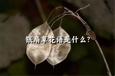 银扇草花语是什么？