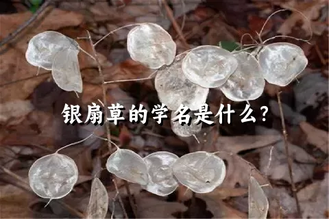 银扇草的学名是什么？