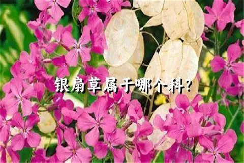 银扇草属于哪个科？