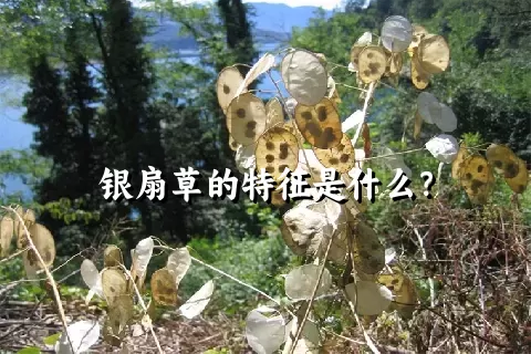 银扇草的特征是什么？