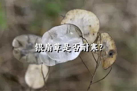 银扇草是否耐寒？